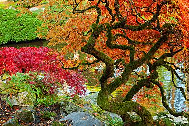 《文明7》新领袖—特库姆塞+肖尼族文明