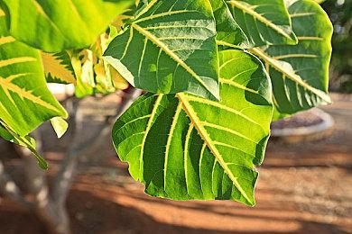 《耻辱》发售10周年 B社赠送定制Xbox Series X主机